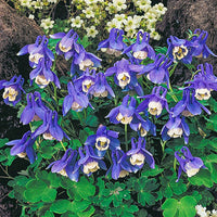 Alpine Columbine