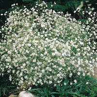 White Baby's Breath