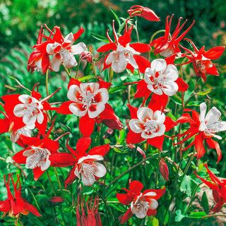 Crimson Star Columbine