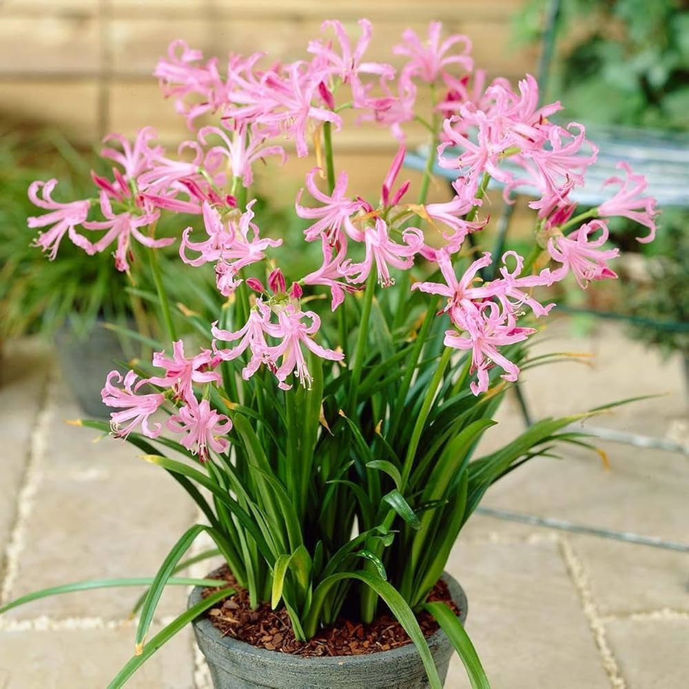 Nerine Lily Bulbs