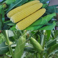 Vision MXR – 1r Corn Seed