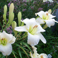 Cool It Reblooming Daylily