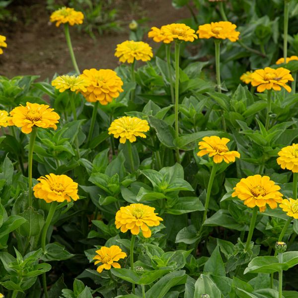 Zinnia- Zinderella Yellow