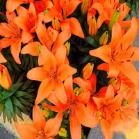 Asiatic Lily Amiga Orange Bulb