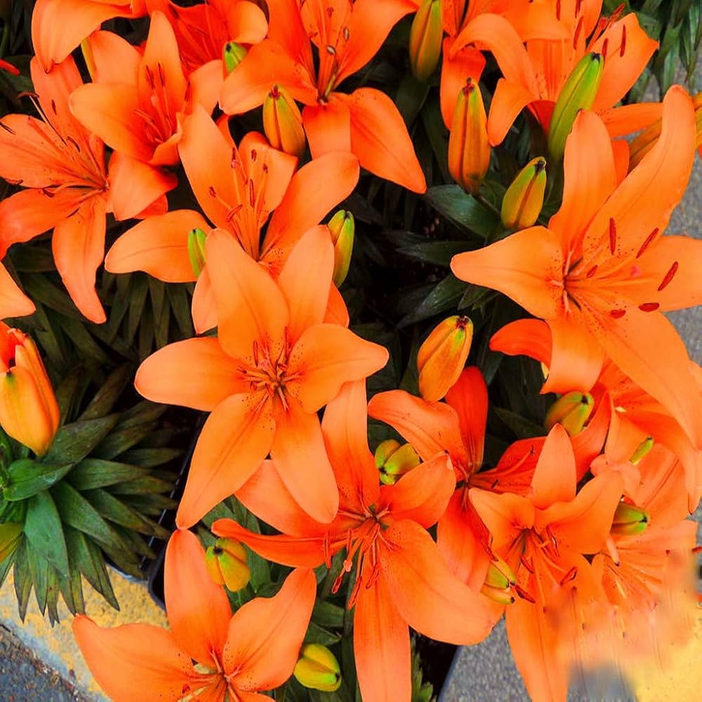 Asiatic Lily Orange Bulbs