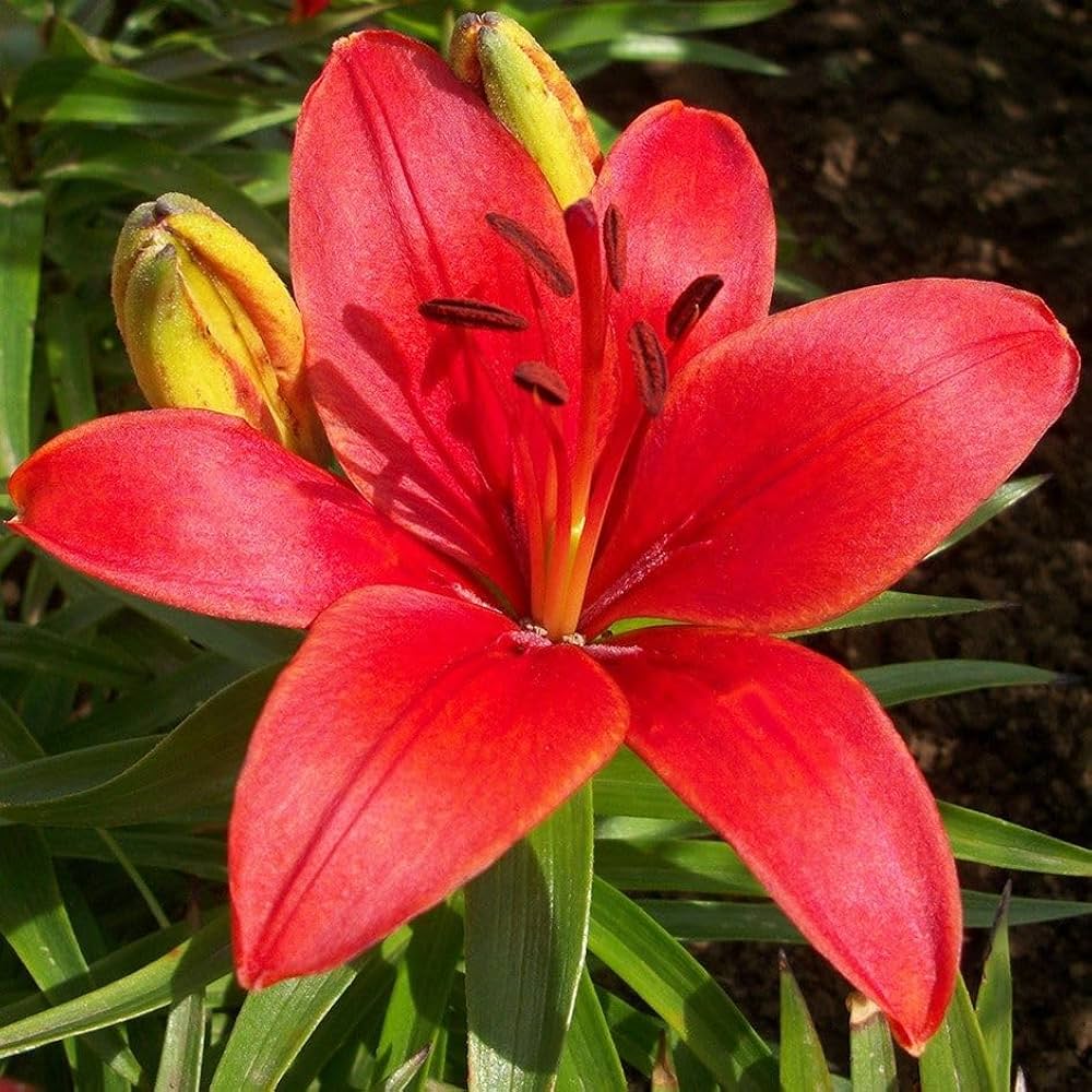 Asiatic Lily Red Bulb