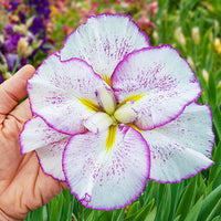 Tiramisu Dinner Plate Japanese Iris