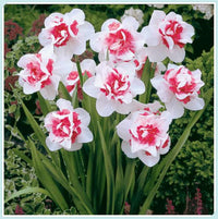 Daffodil Delnashaugh White Pink Bulbs