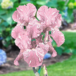 Baboon Bottom Bearded Iris