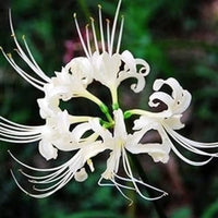 Lycoris Spider Lily Random Color Bulbs