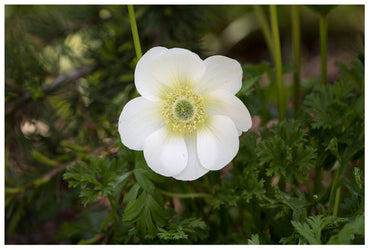 Coronaria Bride Bulbs