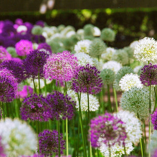 Alliums Mixture Seeds