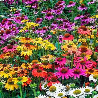 Breeder's Coneflower Mixture