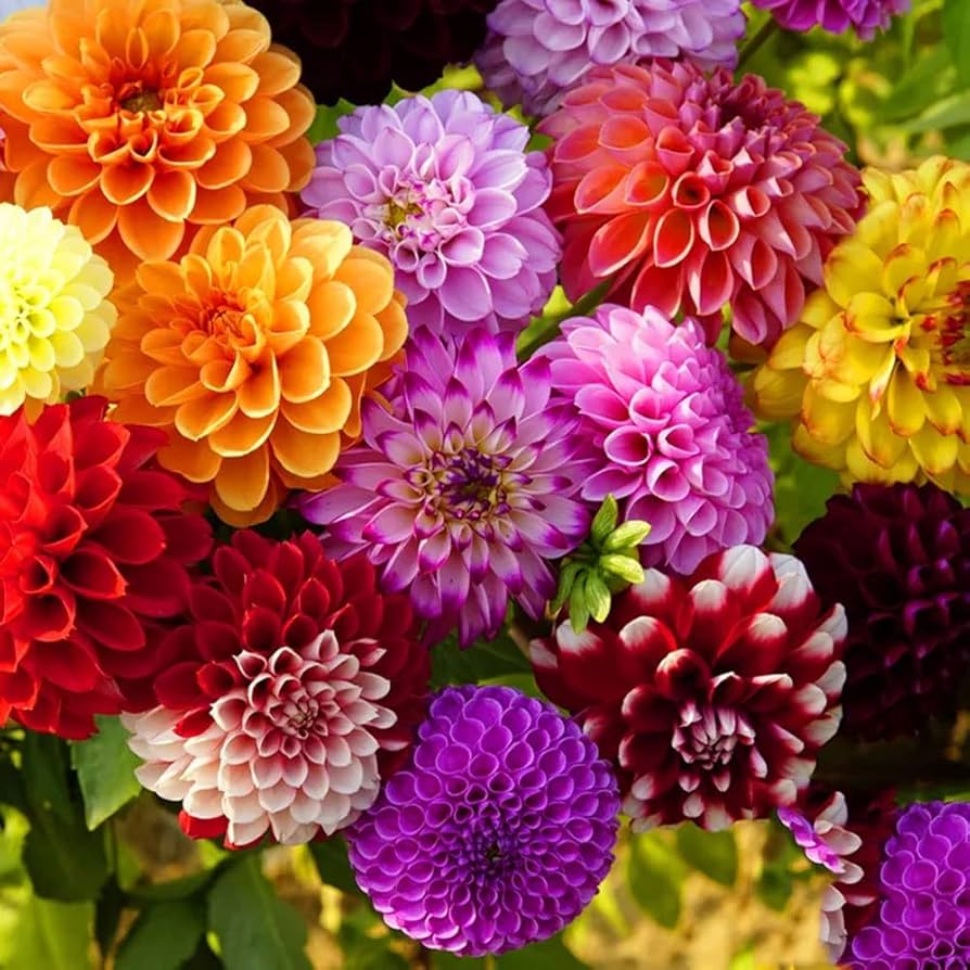 Beach Ball Dahlia Mixture