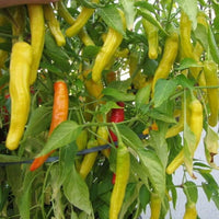 Chilli- Hungarian Yellow Wax