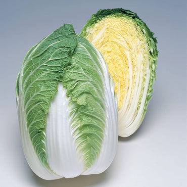 Cabbage, Chinese- Spring Doll F1