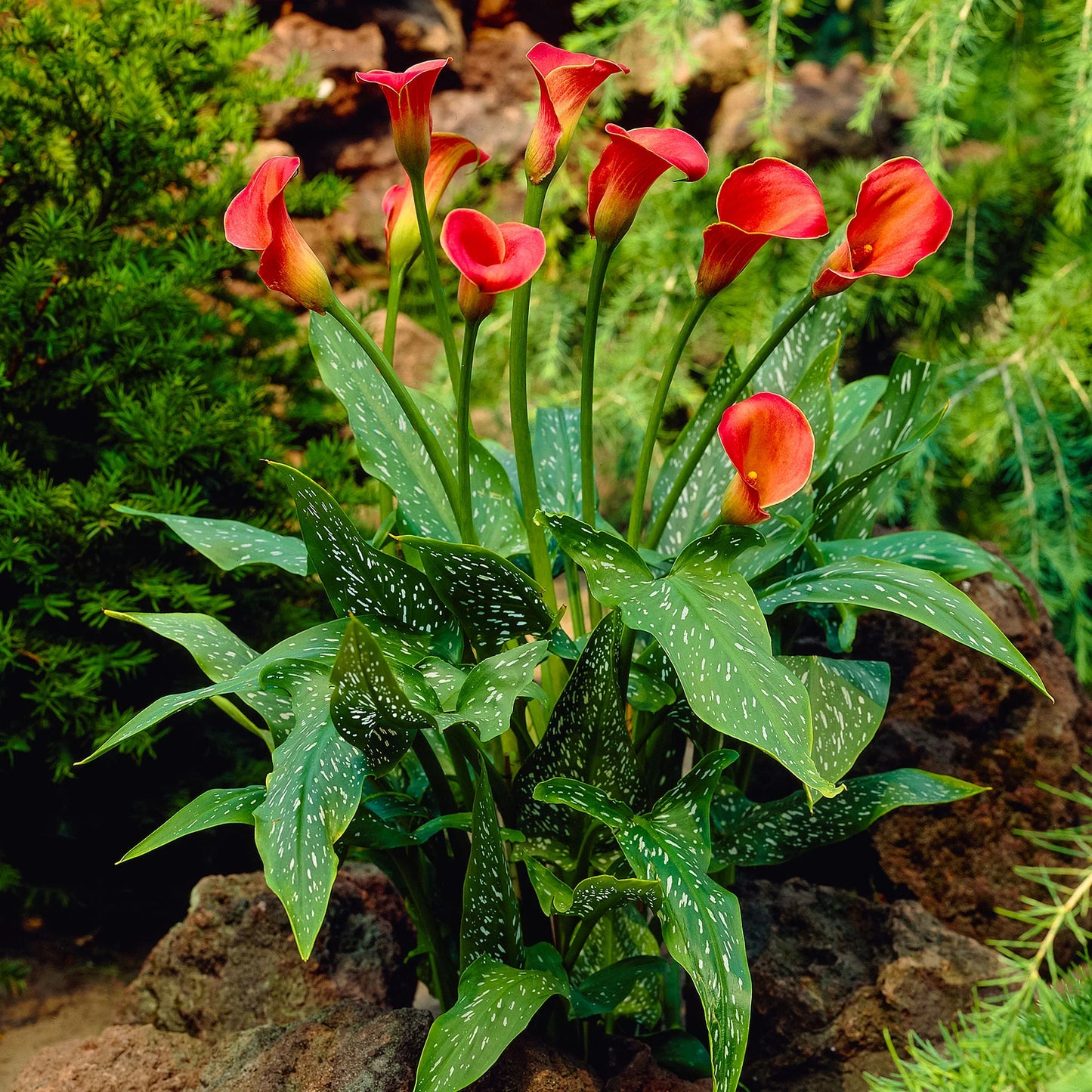 Beatrix Calla Lily