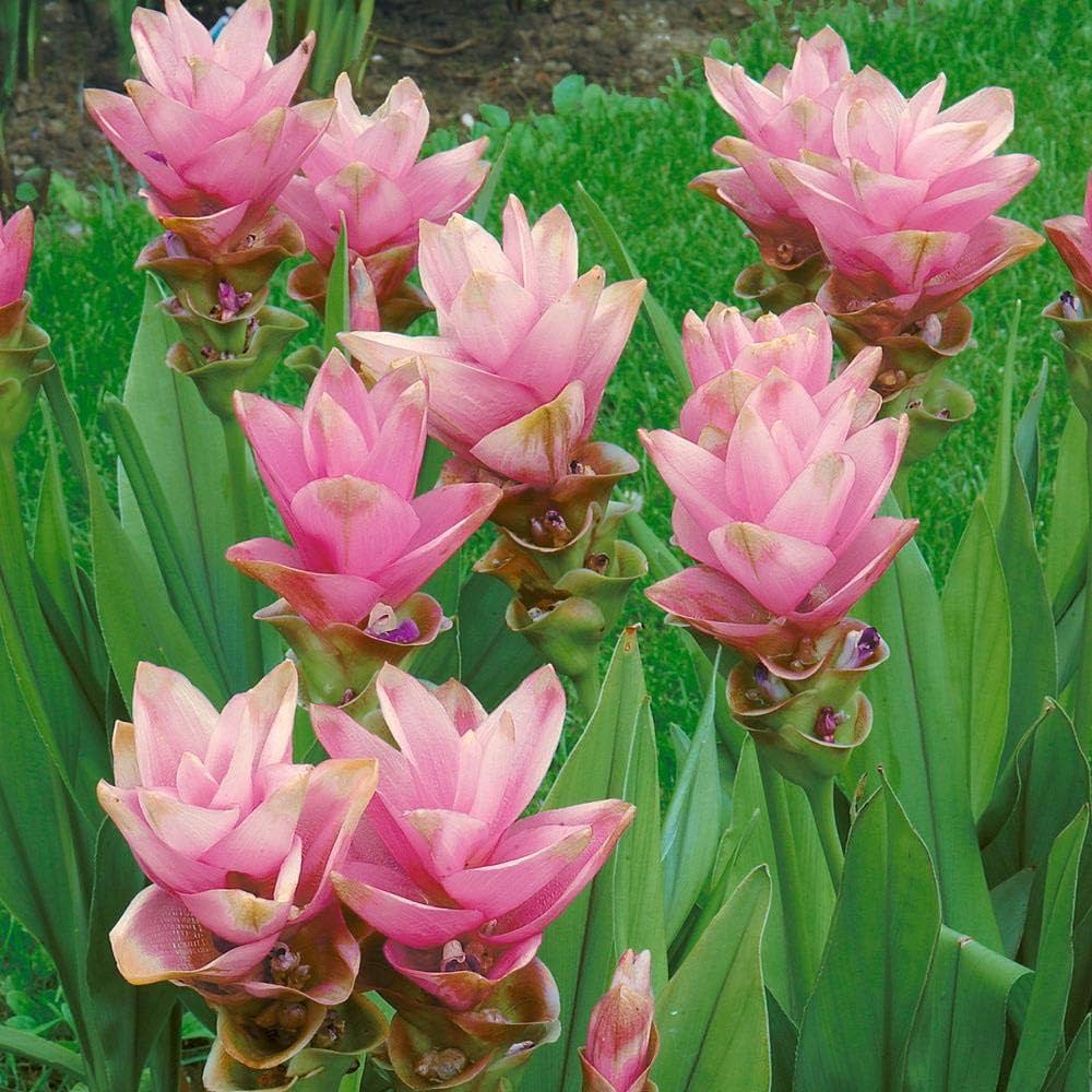 Curcuma Pink Bulb