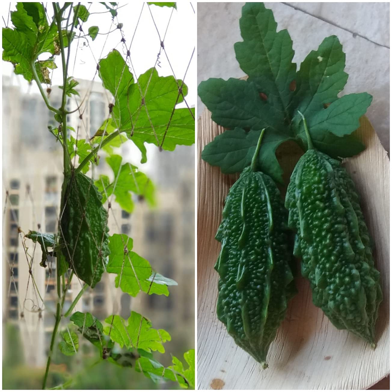 Bitter Gourd Summer Special Vegetable Seeds