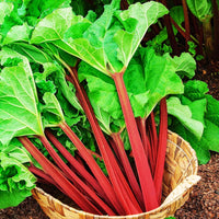 Rhubarb- Ever Red (Crown)