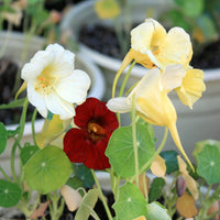 Night and Day – Nasturtium Seed