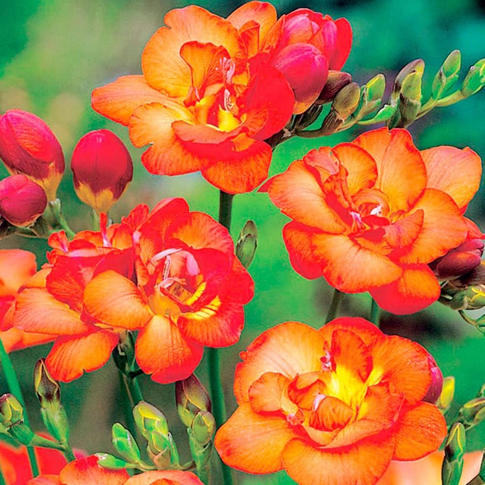 Freesia Orange Bulb