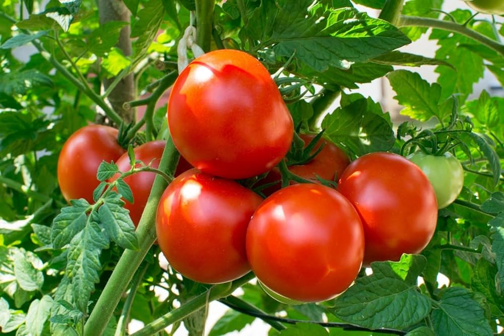 Tomato Hybrid Sachriya Vegetable Seeds