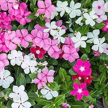 Vinca- Tall Rosea Mix