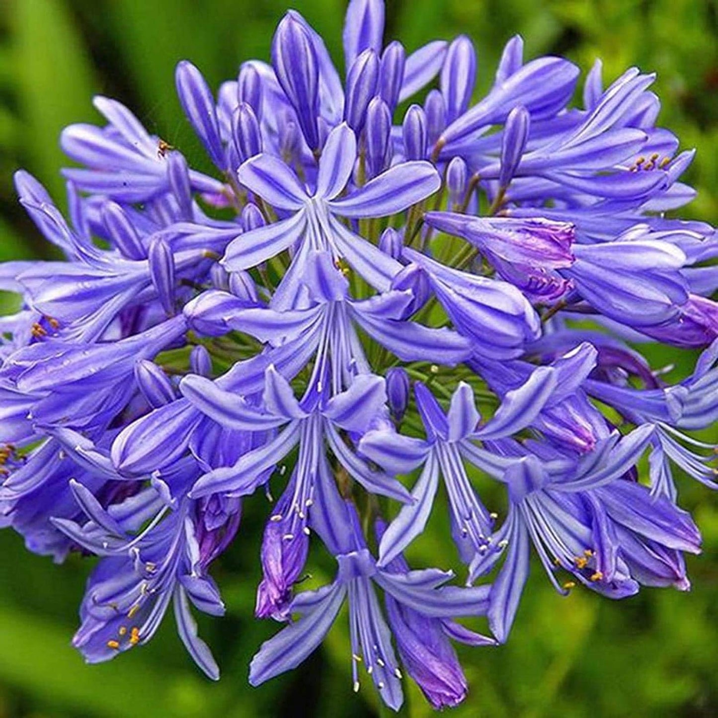 Agapanthus Seeds