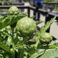 Artichoke Green Globe Vegetable Seeds