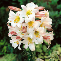 Lilium Regale Kings Lily White Bulb