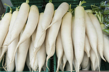 Radish Great Long White Vegetable Seeds