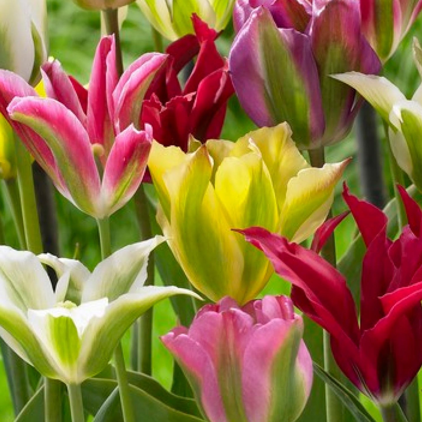 Viridiflora Tulip Mixture Seeds