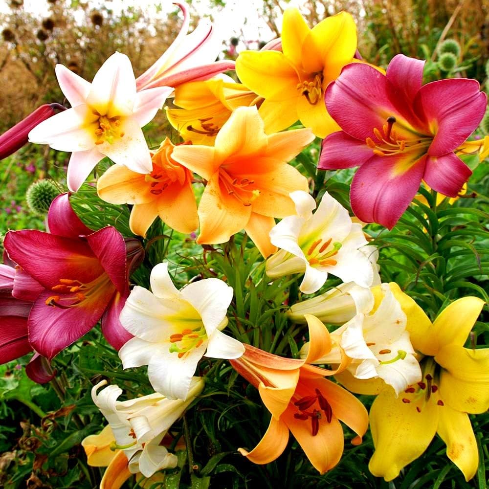 Hemerocallis Day Lily Random Color Bulb