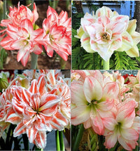 Amaryllis Lily Double White and Pink Bulbs