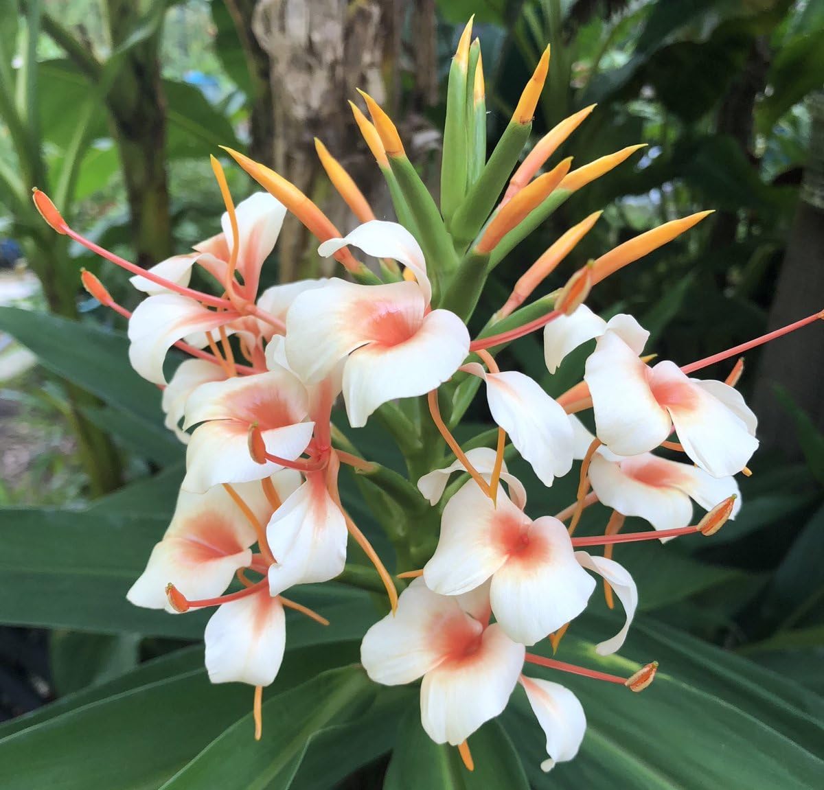 Hedychium  Bulbs