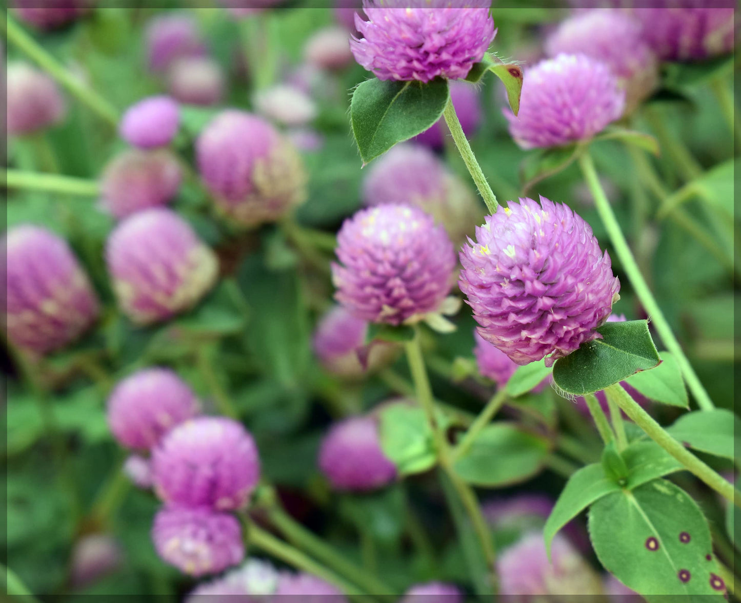 Audray Pink – Gomphrena Seed