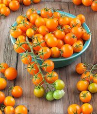 Toronjina – Tomato Seed