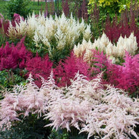 Astilbe Mixture Super Sak