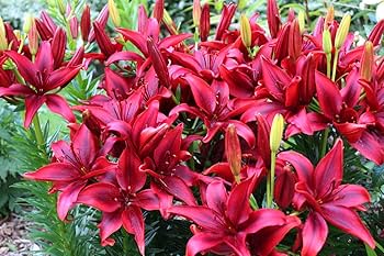 Constable Longiflorum Asiatic Lily Maroon Bulbs