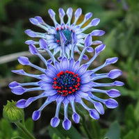 Blue-Eyed Daisy Seeds