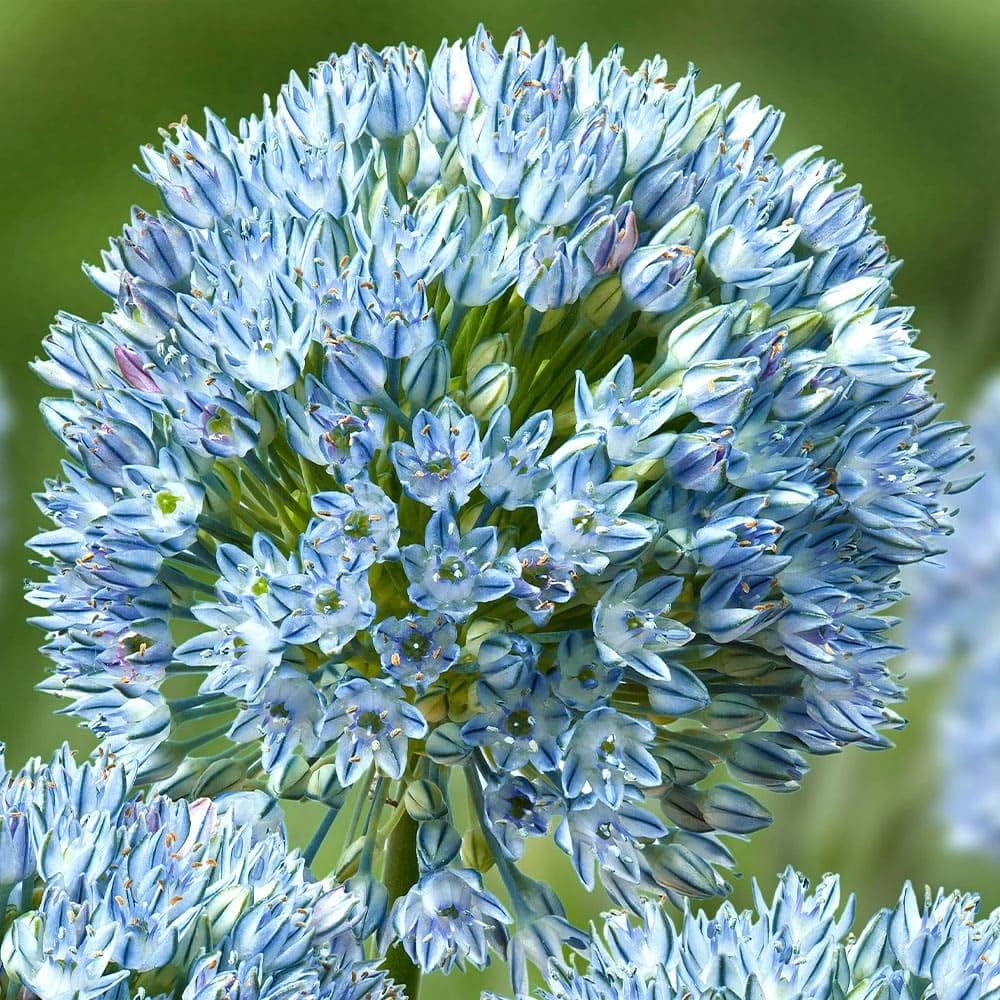 Zamin Allium Seeds