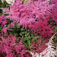 Astilbe Mixture Super Sak