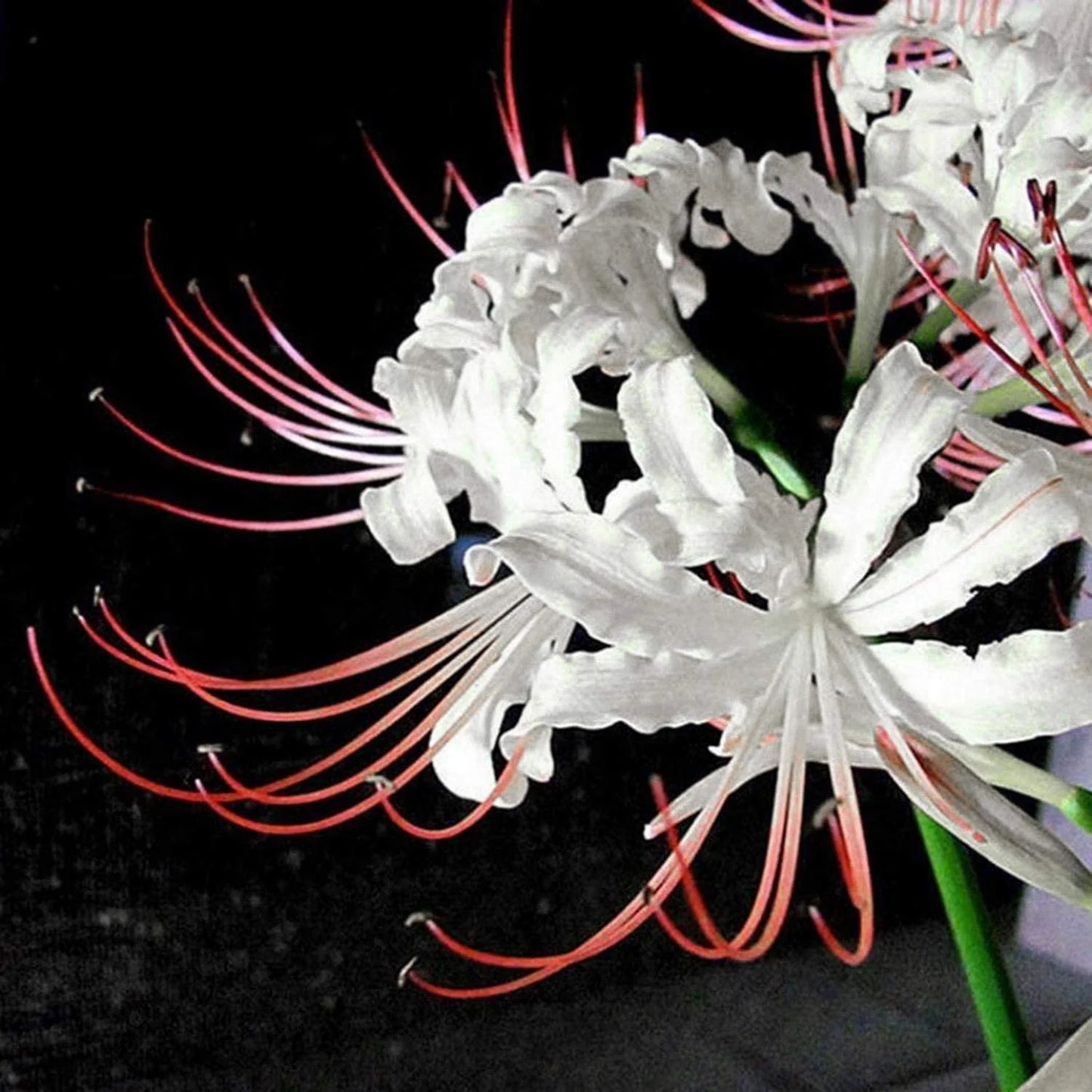 Lycoris Spider Lily Random Color Bulbs