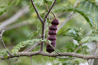 Organic Shikakai Acacia Concinna Seeds