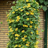 Thunbergia- Black-eyed Susan Mix