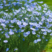 Blue Flax