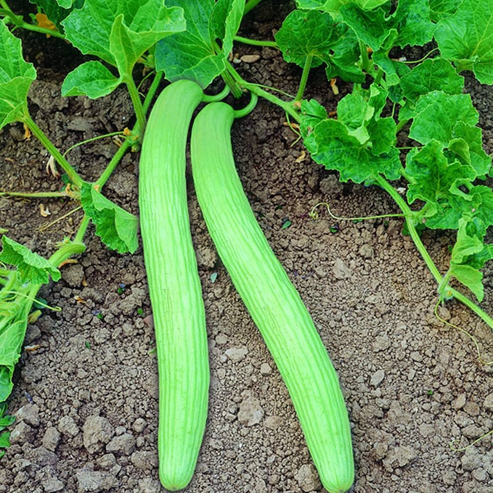 Long Melon, Kakri Selection Vegetable Seeds