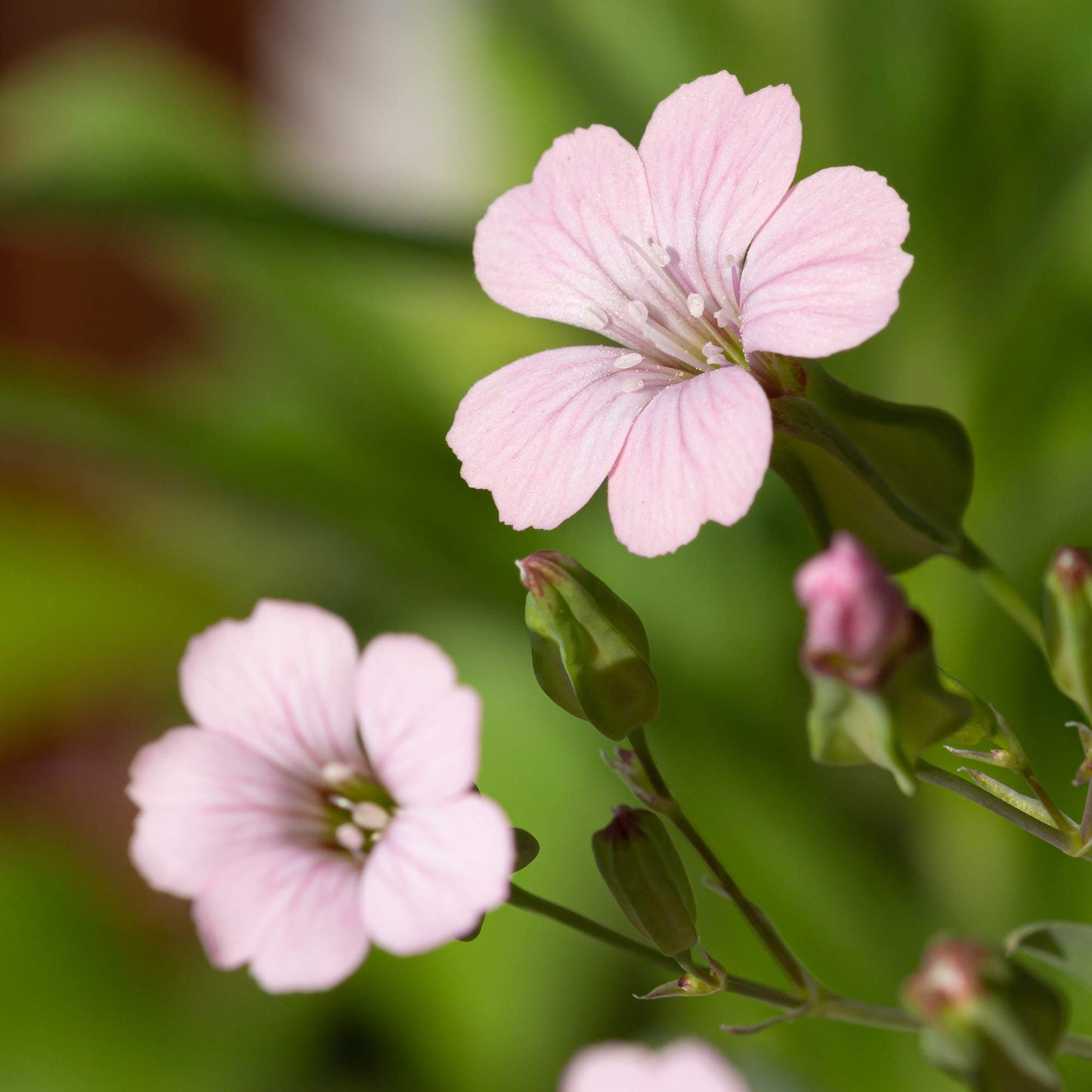 Pink Beauty – Saponaria Seed