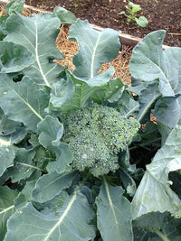 Atlantis – Sprouting Broccoli Seeds